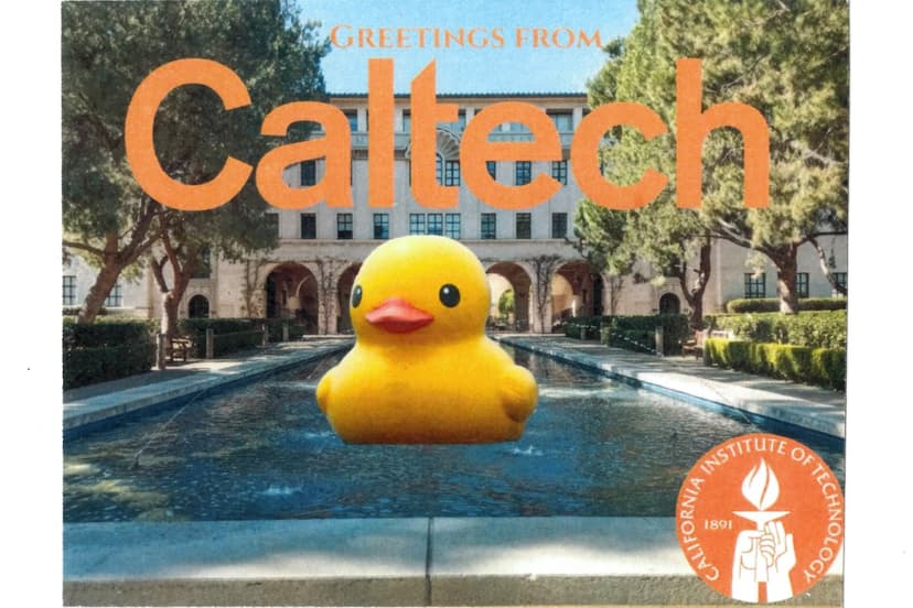 CS50 Duck
