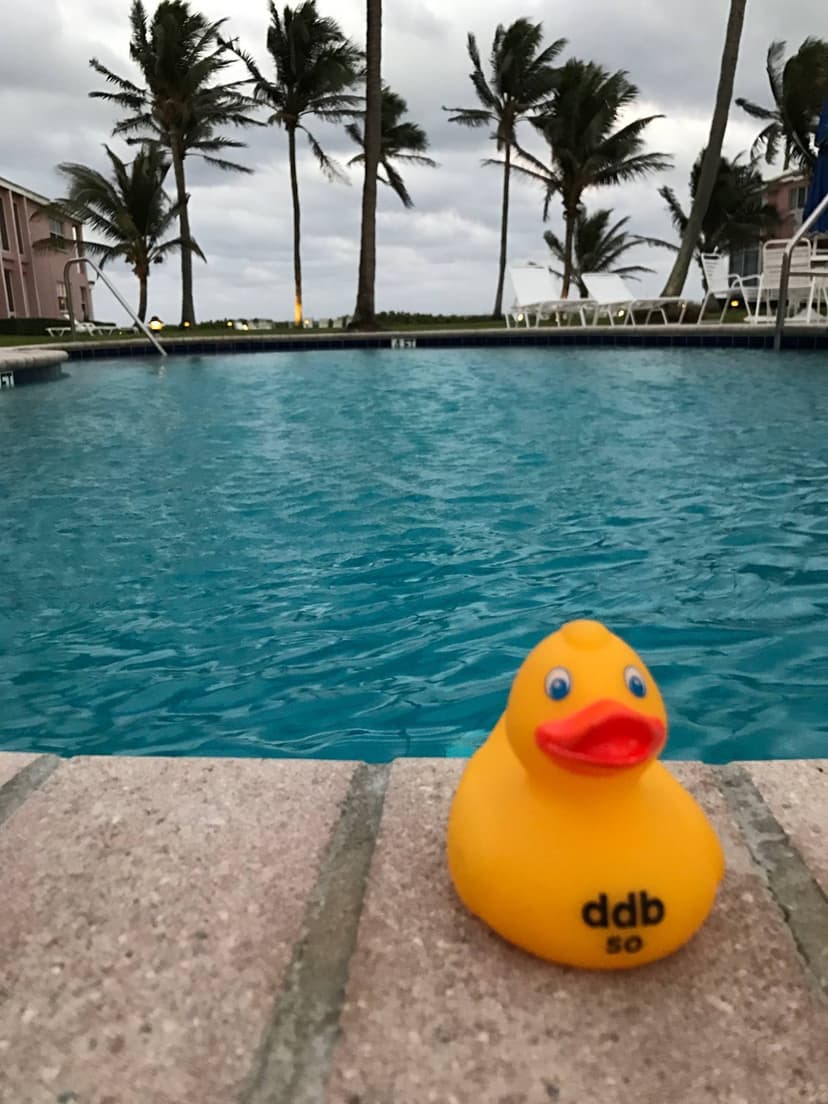 CS50 Duck
