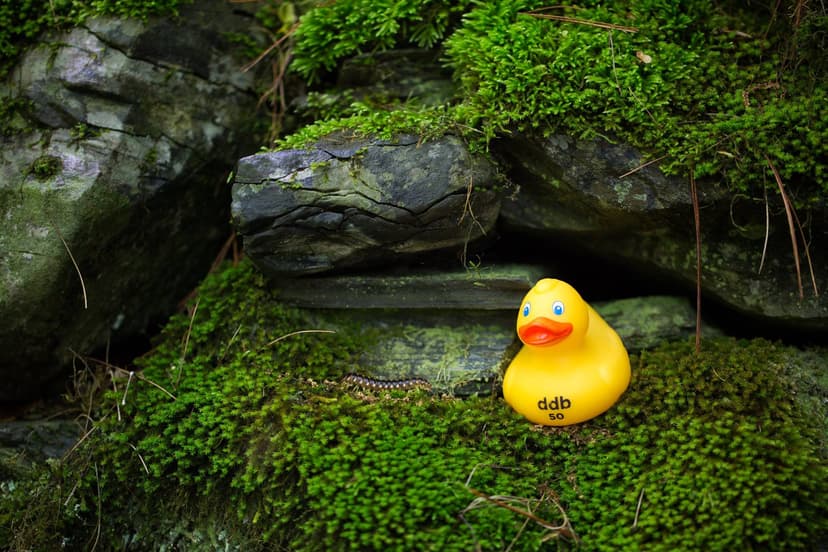 CS50 Duck