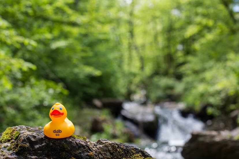 CS50 Duck